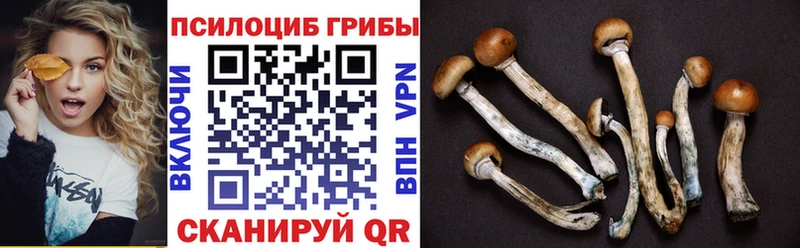 Псилоцибиновые грибы Psilocybe где купить наркоту Зеленодольск